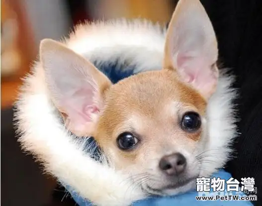 給狗狗穿衣服有哪些危害？狗狗穿衣服注意事項