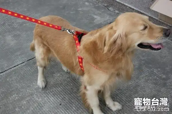 飼養狗狗的必備用品都有哪些？