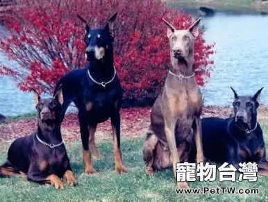 飼養杜賓犬須知，飼養杜賓犬的注意事項