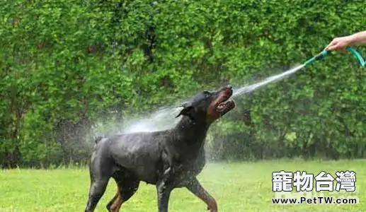 飼養杜賓犬須知，飼養杜賓犬的注意事項