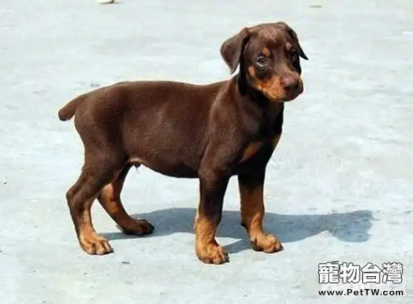 養狗的基本要求，養狗的注意事項都有哪些？