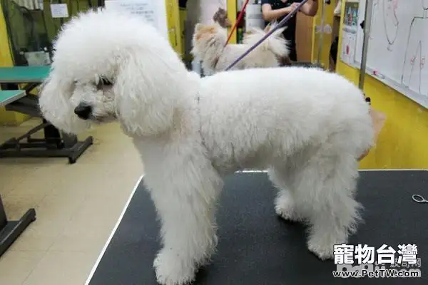 貴賓犬毛髮稀疏怎麼辦？