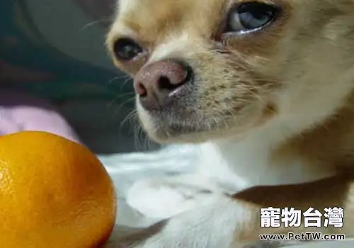 狗狗可以吃橘子嗎？狗狗吃橘子好不好？