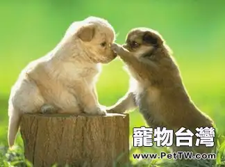 狗狗喜歡打架怎麼辦？要不要及時勸架
