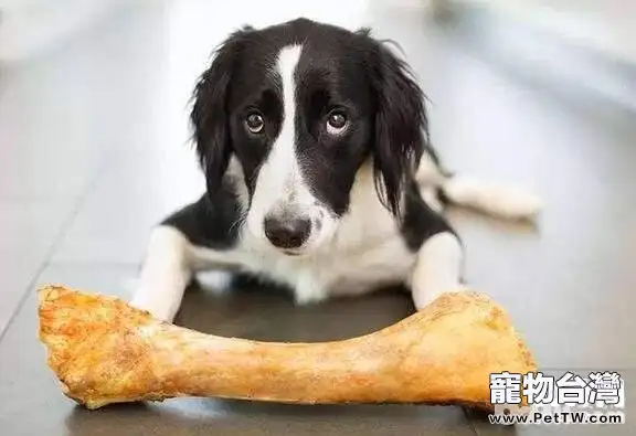 狗狗可以吃骨頭嗎，狗狗餵養的誤區有哪些？