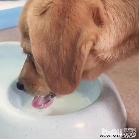 狗狗喝水問題，狗狗喝水常識你瞭解嗎？