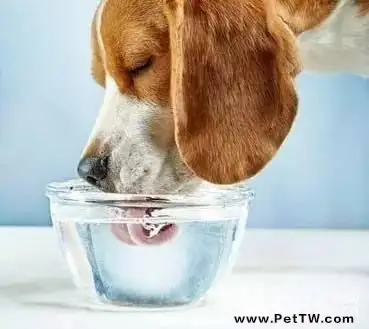 狗狗喝水問題，狗狗喝水常識你瞭解嗎？