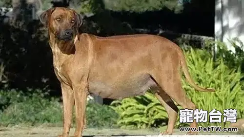 怎樣不讓狗狗懷孕？狗狗避孕措施有哪些？