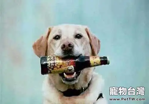狗狗喝啤酒，狗狗喝啤酒會造成什麼後果？