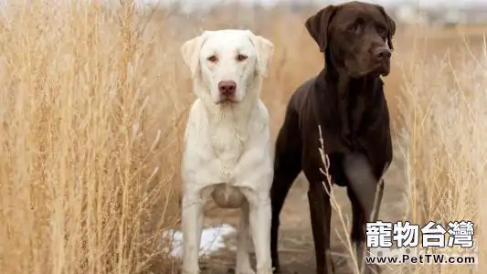 狗狗吃便便怎麼辦？狗狗為什麼吃便便