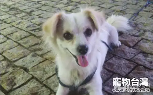 狗狗吃便便怎麼辦？狗狗為什麼吃便便