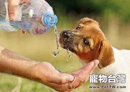 狗狗喝什麼水好?狗狗喝水的注意事項