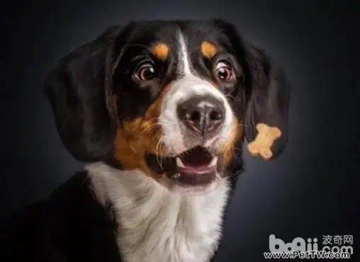 狗狗飲食搭配,狗狗飲食搭配的誤區有哪些? 狗狗飲食搭配,狗狗飲食搭配的誤區有哪些?