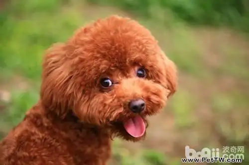 泰迪有淚痕怎麼辦？泰迪有淚痕的原因有哪些？