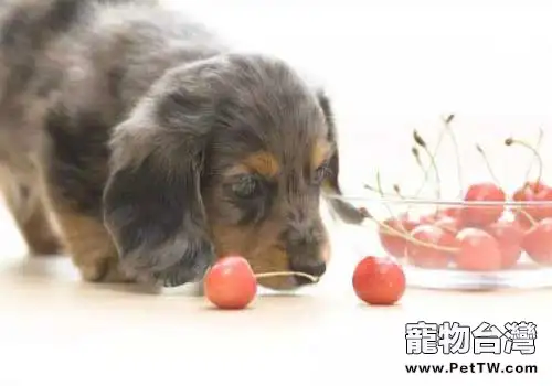 狗狗吃櫻桃，狗狗吃了櫻桃會怎麼樣？