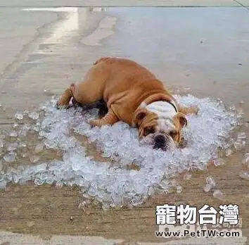 狗狗吹空調，狗狗吹空調的注意事項有哪些？
