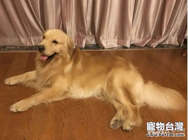 狗狗吹空調，狗狗吹空調的注意事項有哪些？
