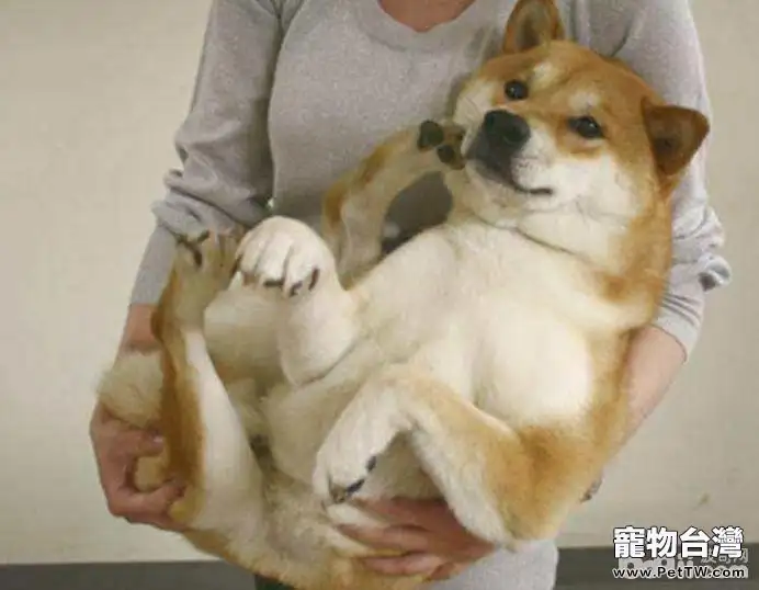 不要對狗狗做的八件事有哪些(共2張圖片)-寵物台灣