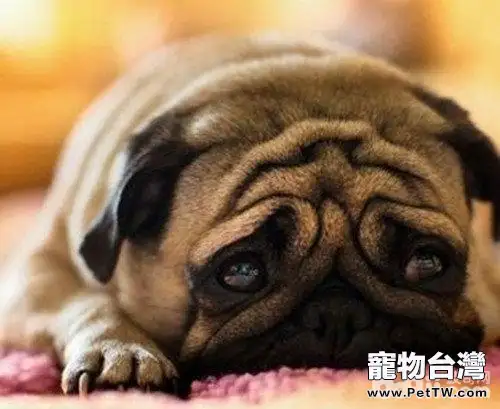 狗狗流淚的原因的原因都有哪些？