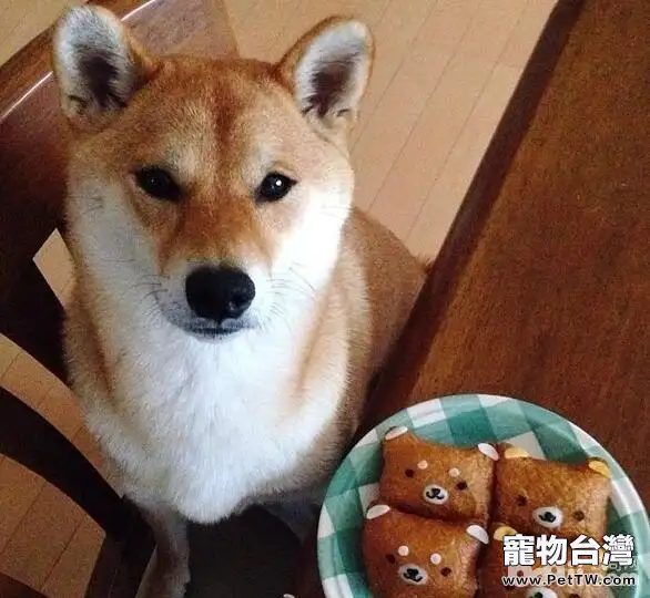 狗狗餵養注意事項