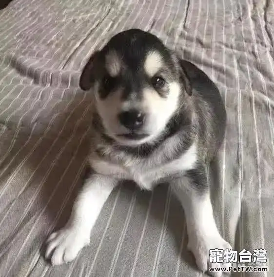 從這五種睡姿看狗狗對你的感情（共2張圖片）-寵物台灣