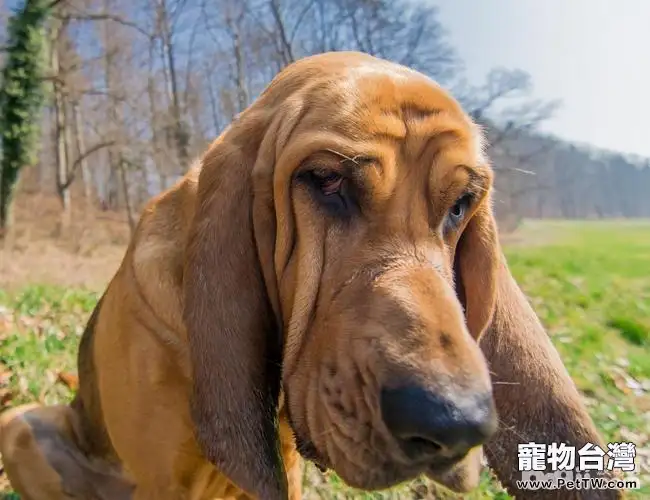 狗狗為什麼不喜歡你這幾件事情你做過嗎