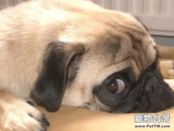 盤點十大體味重的狗狗，哪些狗狗的體味重？