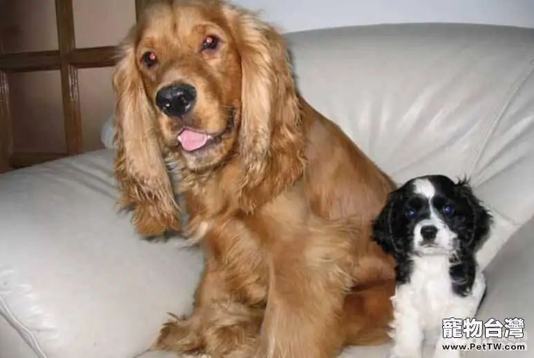 盤點十大體味重的狗狗，哪些狗狗的體味重？