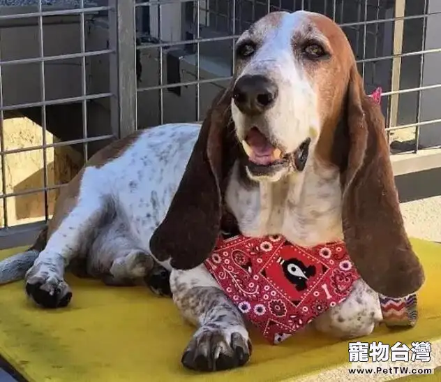 盤點十大體味重的狗狗，哪些狗狗的體味重？