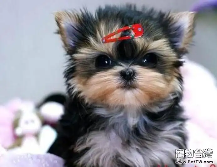 盤點十大體味重的狗狗，哪些狗狗的體味重？