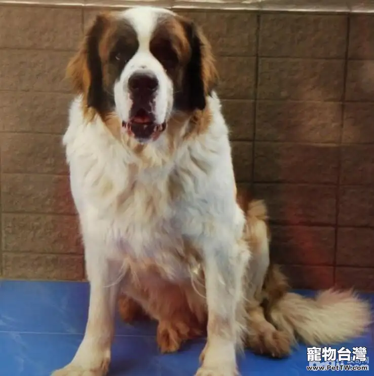 盤點十大體味重的狗狗，哪些狗狗的體味重？