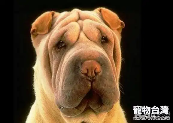 盤點十大體味重的狗狗，哪些狗狗的體味重？