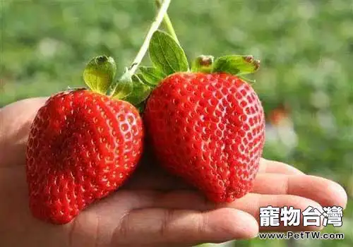 狗狗吃草莓，狗狗吃草莓好不好