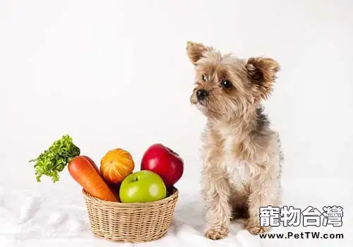 適合狗狗吃蔬菜都有哪些，哪些蔬菜狗狗吃著對身體好