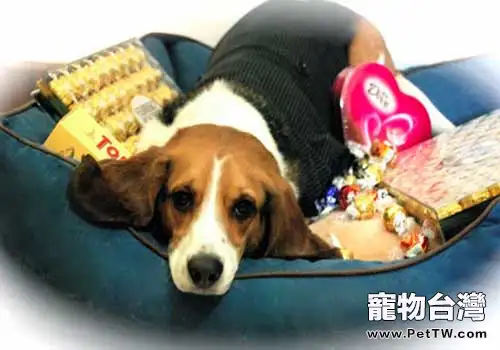 狗狗誤食巧克力後應該如何處理？（1圖）-寵物台灣