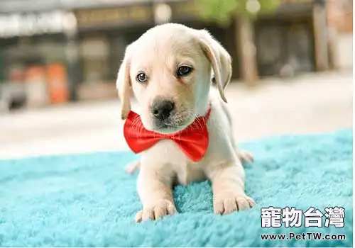 給狗狗起名字的注意事項都有哪些呢？