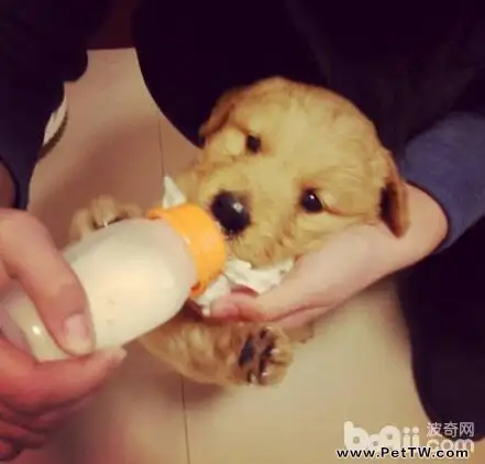 狗狗母乳不足的解決辦法都有哪些？