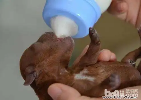 狗狗母乳不足的解決辦法都有哪些？（共2張圖片）-寵物台灣