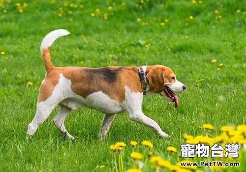 狗狗吃自己屎的原因，狗狗吃自己的屎怎麼辦