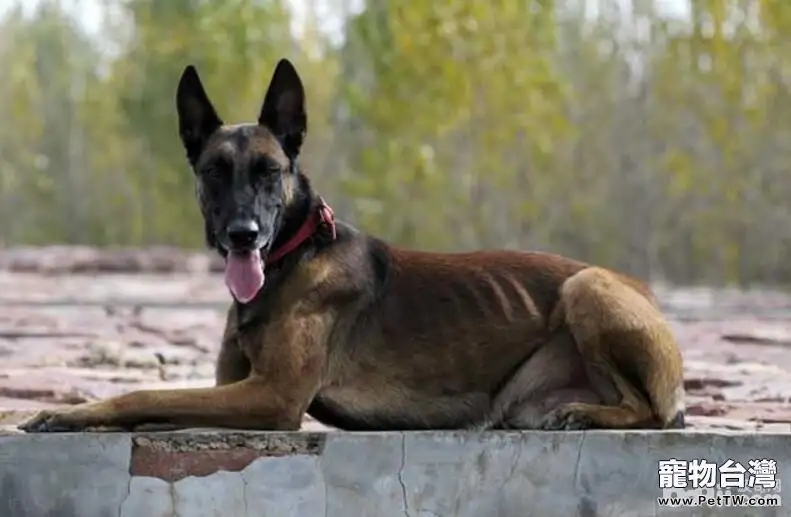 為什麼有人養馬犬馬犬有什麼優點