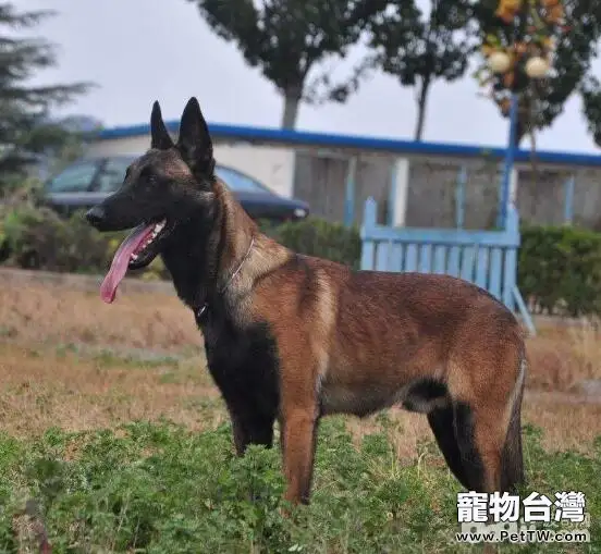 為什麼有人養馬犬馬犬有什麼優點