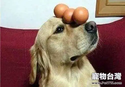 狗狗可不可以吃雞蛋，狗狗吃雞蛋應該注意什麼