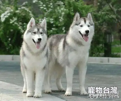 如何區分哈士奇和阿拉斯加,哈士奇和阿拉斯加的區別有哪些(共2張圖片)-寵物台灣