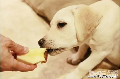 可以給狗狗吃的水果有哪些，給狗狗吃水果應該注意什麼