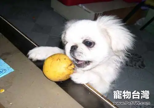 可不可以給狗狗吃梨，狗狗能不能吃梨