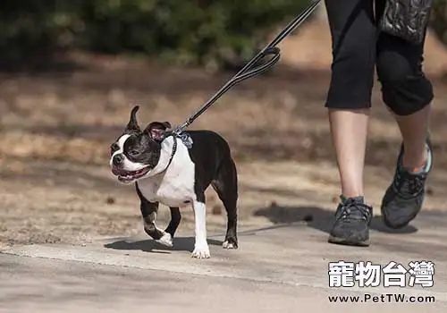 遛狗的注意事項都有哪些,遛狗的正確方法(1圖)-寵物台灣