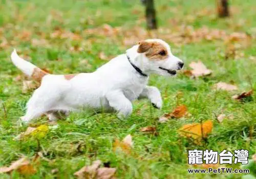 適合幼犬吃的食物都有哪些，幼犬餵食的注意事項