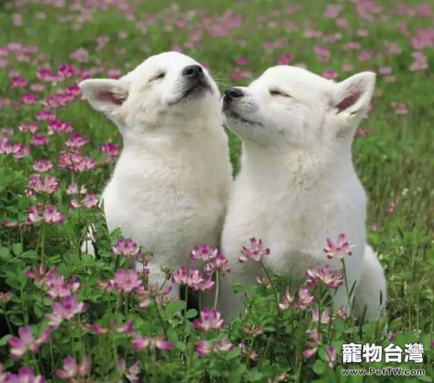如何訓練狗狗的服從性(1圖)-寵物台灣