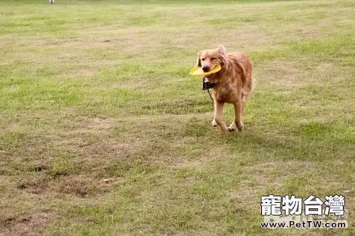 狗狗大便帶血怎麼辦？狗狗大便帶血原因有哪些？
