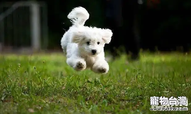 如何餵養幼犬 不同時期餵養方式不同